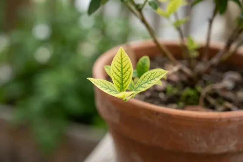 AI concept illustration showing a close-up of a blueberry leaf with yellow tissue between dark green veins.