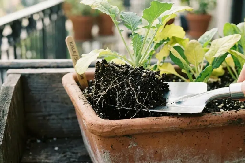 Inspection of healthy, pale fibrous roots in damp container potting soil using a garden spade.