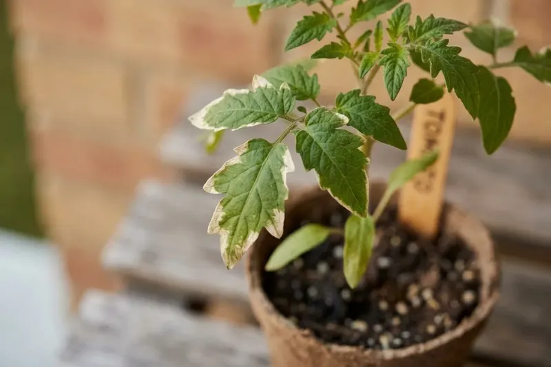 AI concept illustration showing pale bleached margins on a young seedling leaf indicating early sunscald from excess UV light