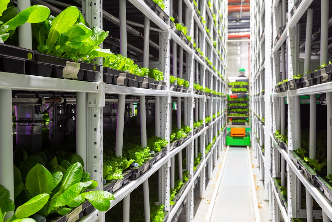 Scaling Micro-Farms: How to Turn Vertical Hydroponic Systems into Profitable Urban Businesses